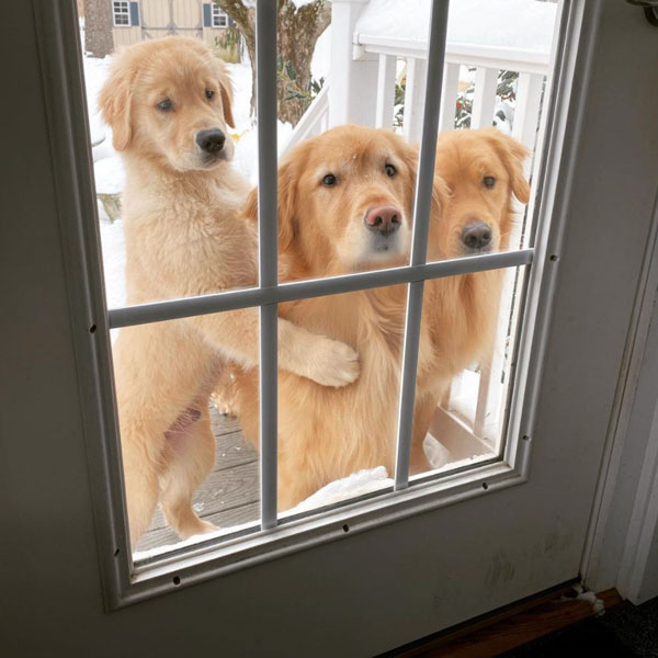 img-buddy7 Golden Retrievers - Nicky, Buddy, Teddy
