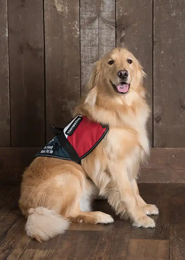 Therapy Dog Buddy | Grief emotional support animal esa dog 