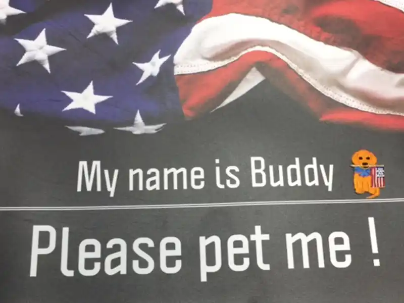 Funeral therapy dog, Buddy | Please pet Buddy!