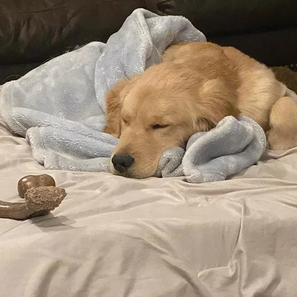 Golden Retrievers - Nicky, Buddy, Teddy